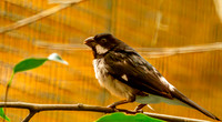 Lesson's seedeater