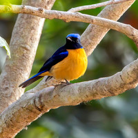 Rufous bellied niltava