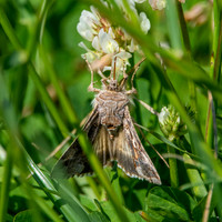 Silver Y moth