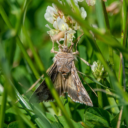 Silver Y moth