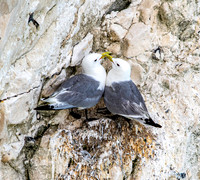 Black legged kittiwake