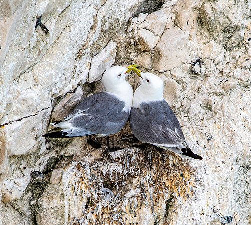 Black legged kittiwake