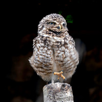 Burrowing owl