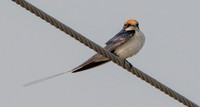 Wire tailed swallow