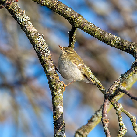 Yellow browed warbler