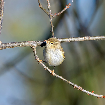 Yellow browed warbler