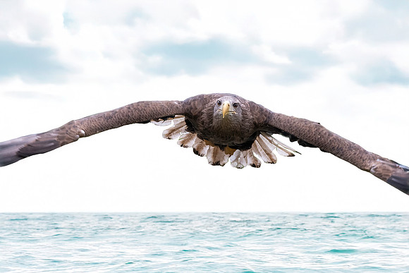 White tailed sea eagle
