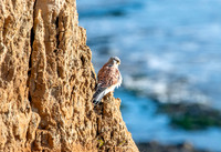 Common Eurasian kestrel