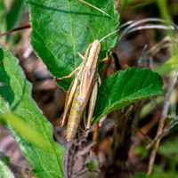Jersey grasshopper