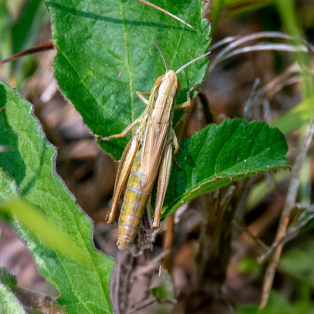 Jersey grasshopper
