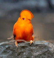 Guianan cock-of-the-rock, male