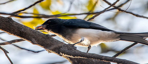 White bellied drongo