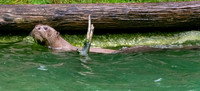Giant river otter