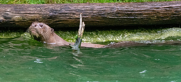 Giant river otter