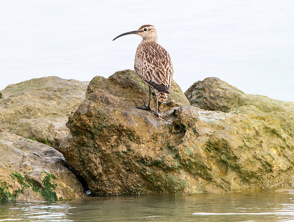 Eurasian Whimbrel