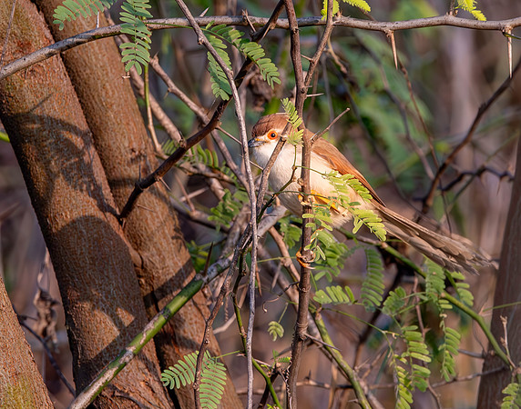 Yellow eyed babbler