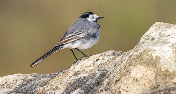 White wagtail