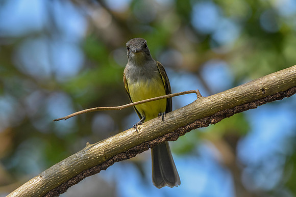 Panama flycatcher