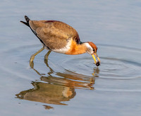 Bronze winged jacana