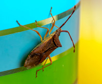 Box bug