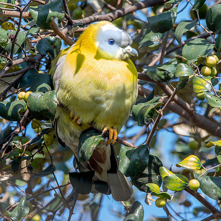 Yellow footed green pigeon
