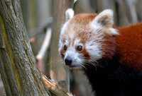 Red panda