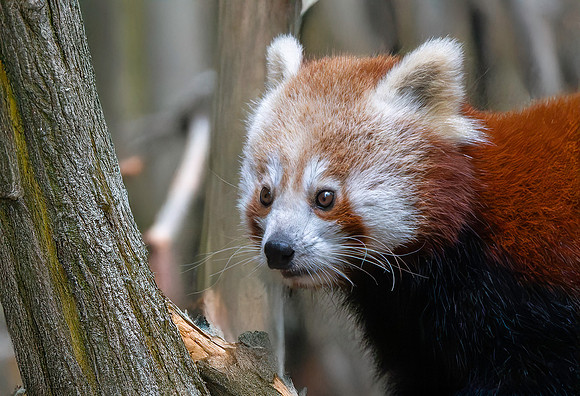 Red panda