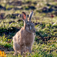 Brown hare