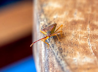Box bug