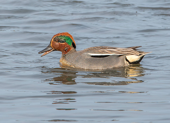 Common teal