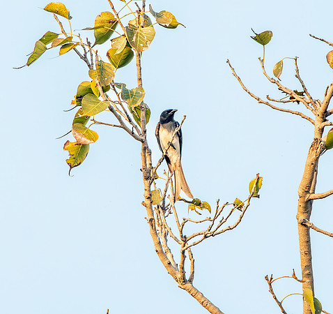 White bellied drongo
