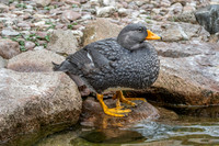Fuegian steamer duck