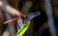 Ruddy darter