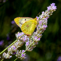 Pale clouded yellow