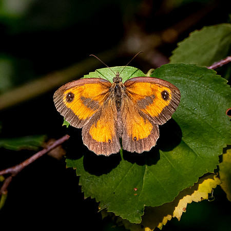 Gatekeeper