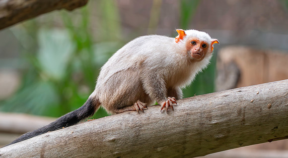 Silvery marmoset