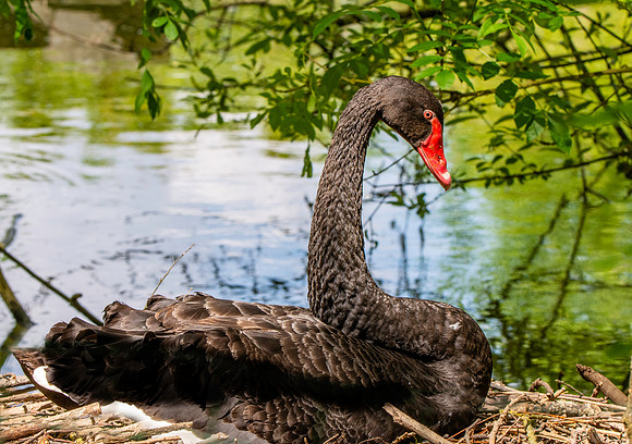 Black swan