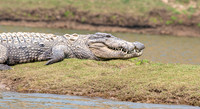 Mugger crocodile