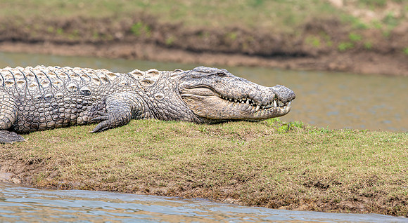 Mugger crocodile
