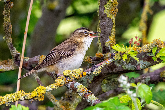 Sedge warbler