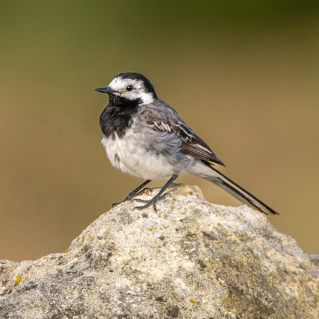 White wagtail