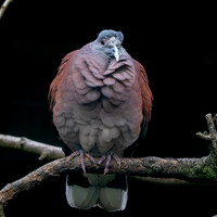 Madagascar turtle dove
