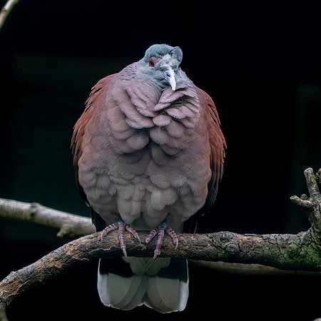 Madagascar turtle dove
