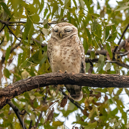 Spotted owlet