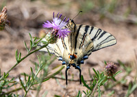 Scarce swallowtail