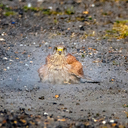 Common Eurasian kestrel