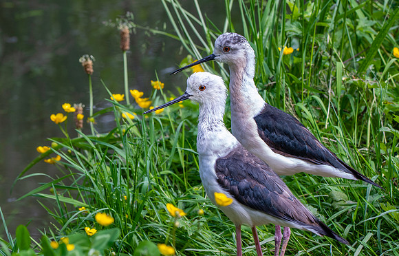 Black winged stilt