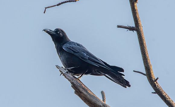 Himalayan jungle crow