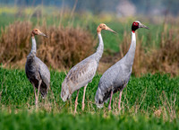 Sarus crane family