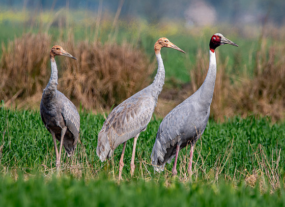 Sarus crane family